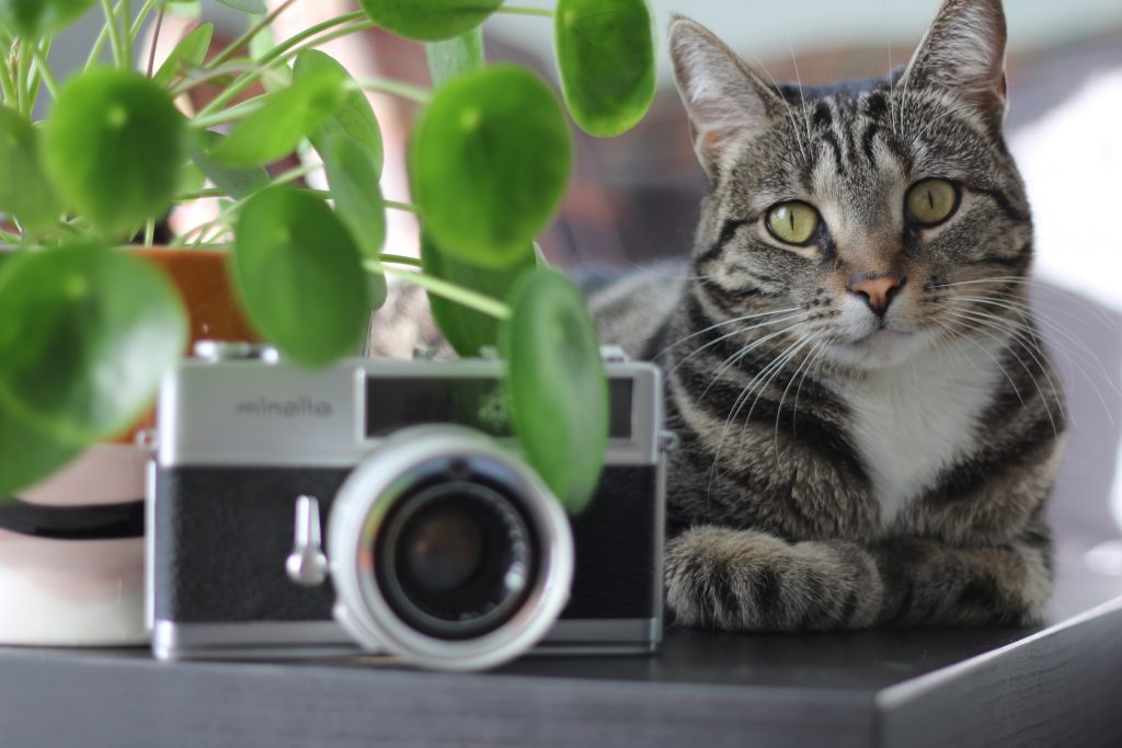 Chat allongé à côté d'une caméra