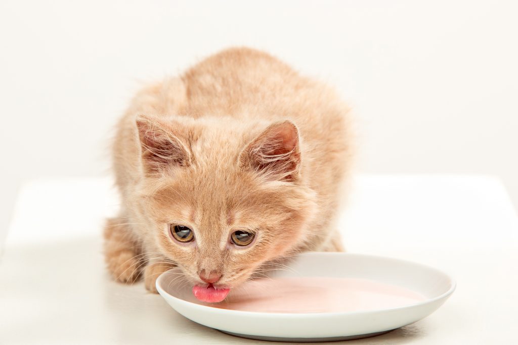 Chat qui boit de l'eau dans une assiette