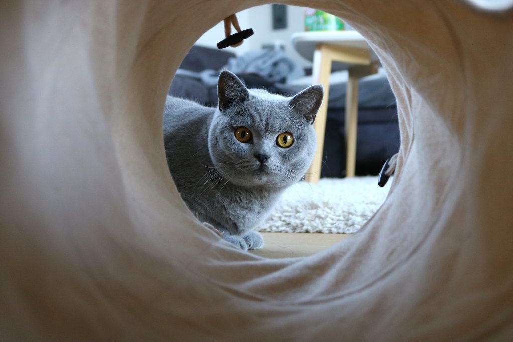Chat qui regarde à travers une roue pour chat
