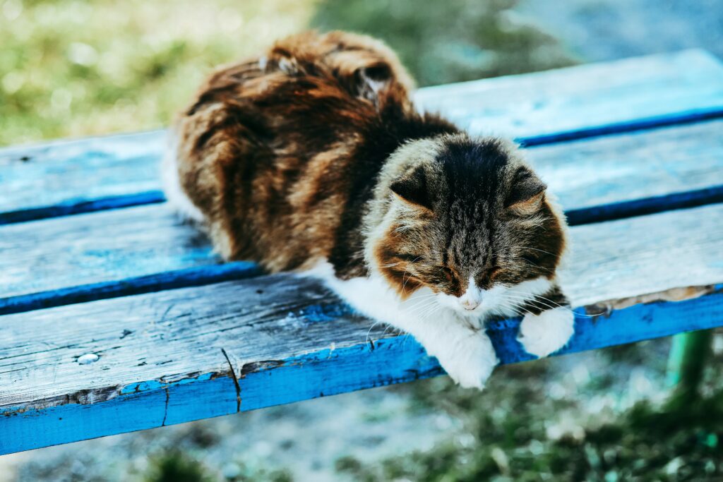 Chat seul sur un banc