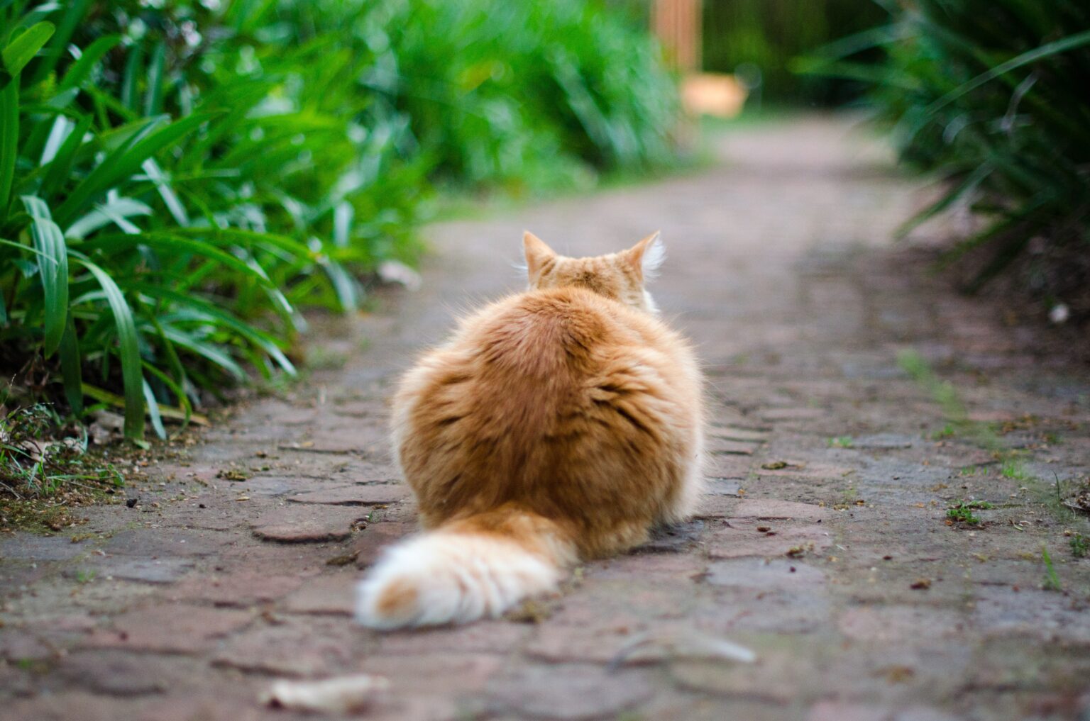 Pourquoi mon chat ne fait pas caca dans sa litière ? Astuces