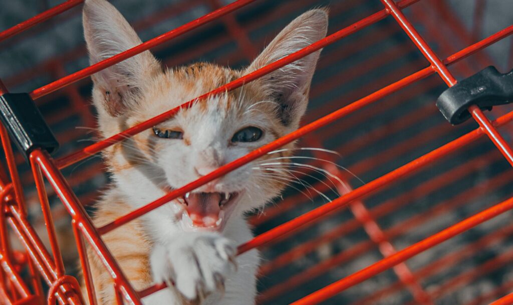Chat qui miaule dans sa cage
