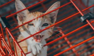 Chat qui miaule dans sa cage