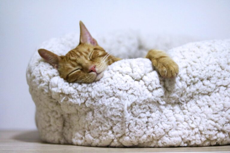 Mon chat sort un bout de langue Pourquoi ? Que Faire