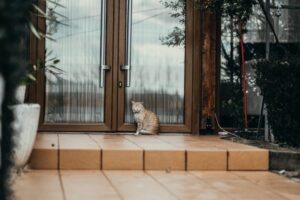 Chat devant une porte