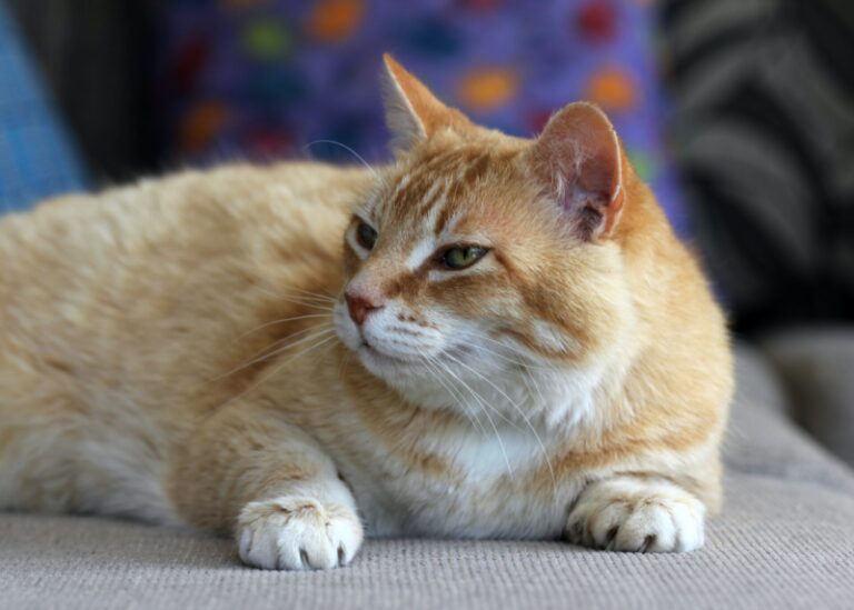 Mon chat sort un bout de langue Pourquoi ? Que Faire