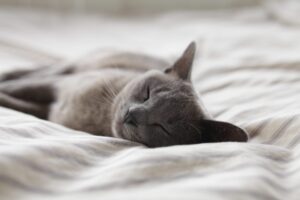 Chat qui dort sur un lit