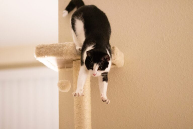 Mon chat sort un bout de langue Pourquoi ? Que Faire