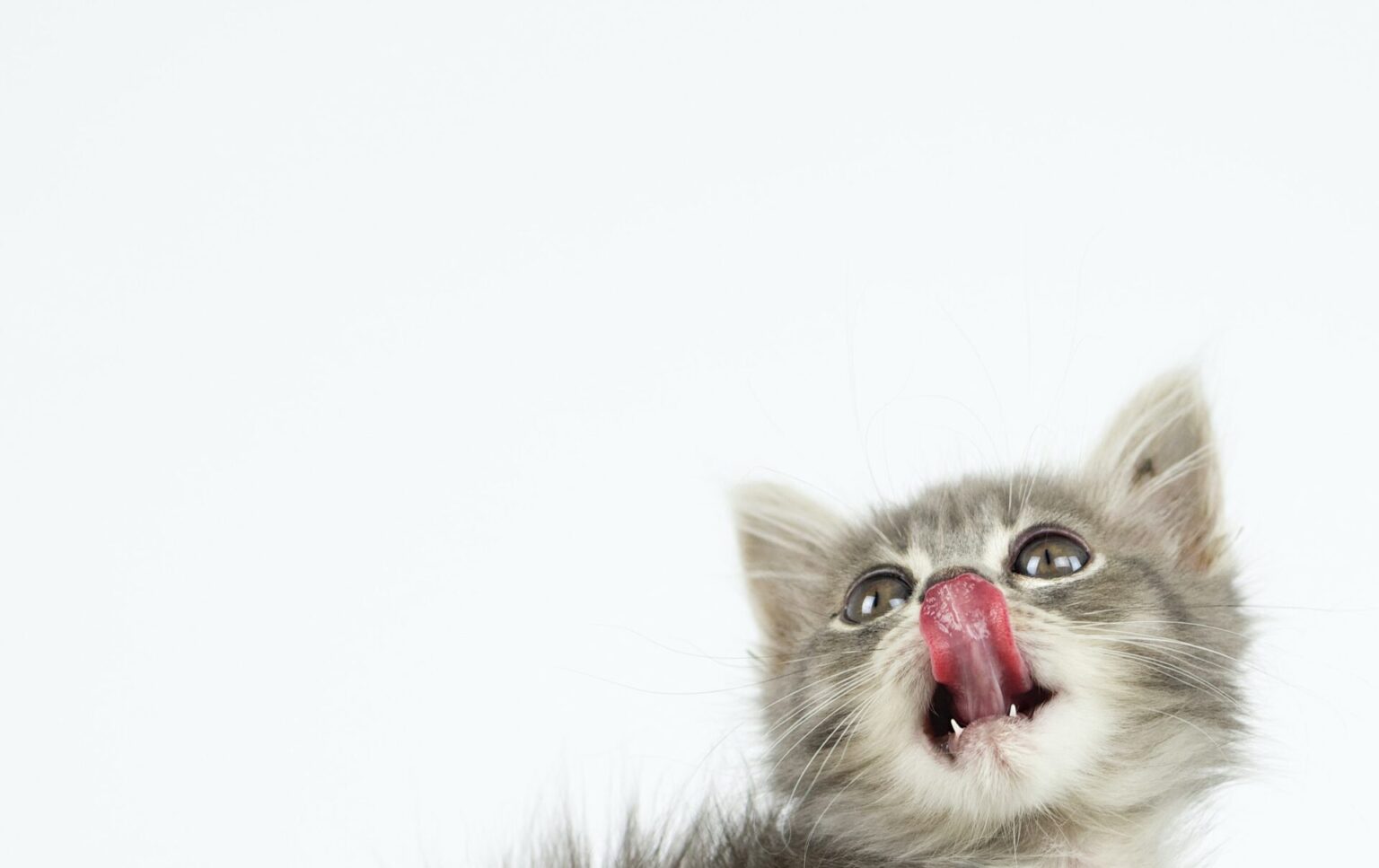 Mon chat sort un bout de langue Pourquoi ? Que Faire