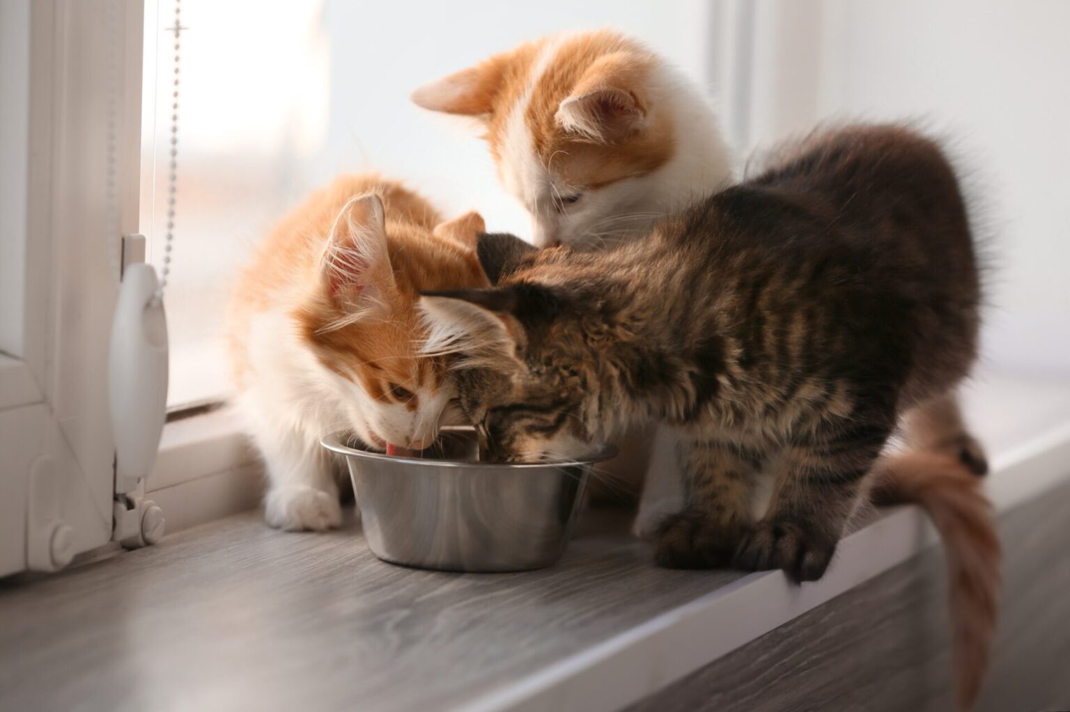 Pourquoi mon chat crache ? 5 Raisons + Que faire