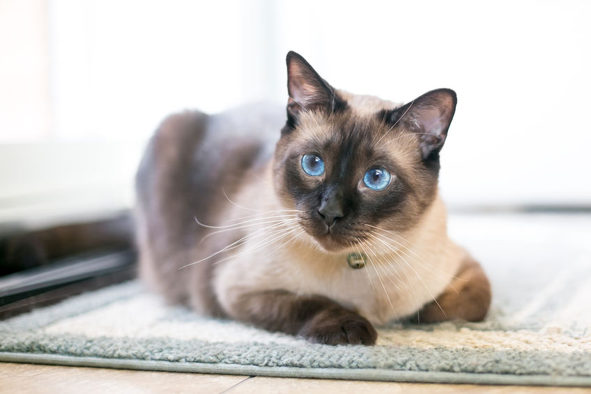 chat mignon aux yeux bleux